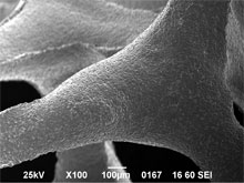 金属多孔質体の微構造写真(3)